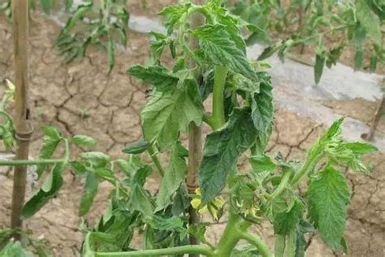 卤肉放山梨酸钾能保持几天