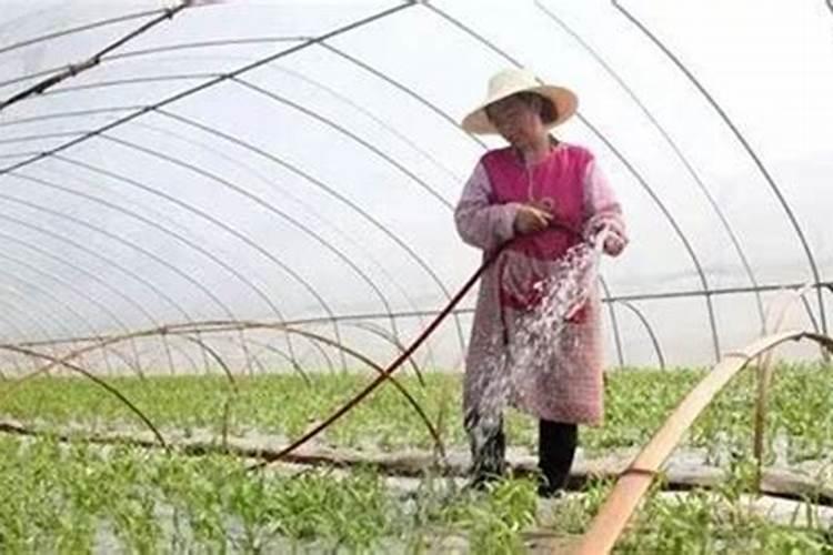 小麦拌种能用芸苔素吗