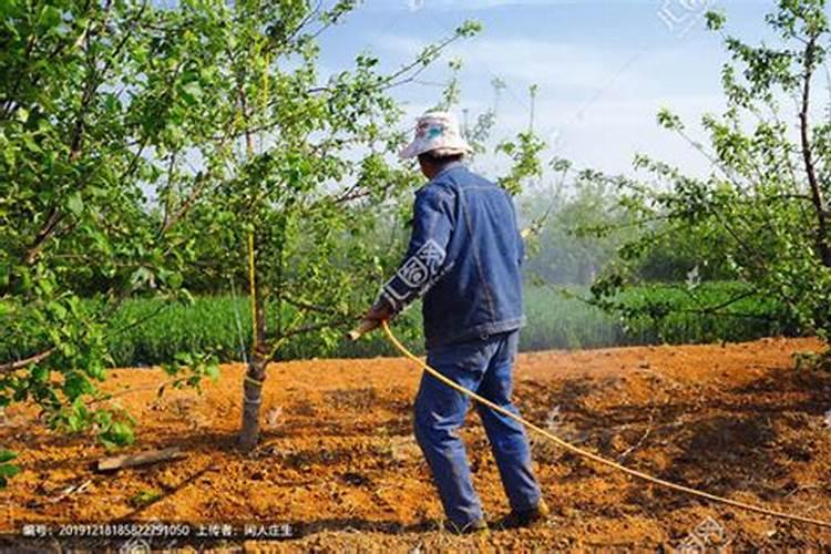结果的桃树什么时侯施肥施什么肥？