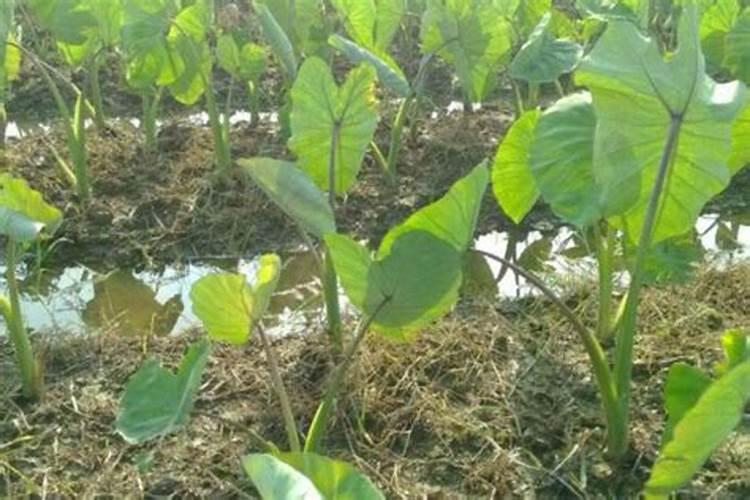 李子树能上尿素和复合肥吗