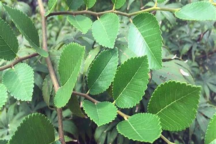 请问【中华蚊母】和【小叶榆树】2种盆景浇水施肥的方法