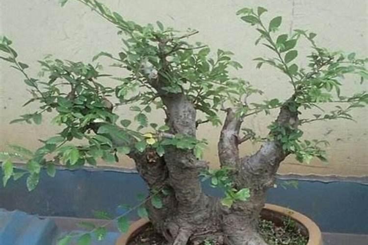 小叶榔榆盆景怎么养