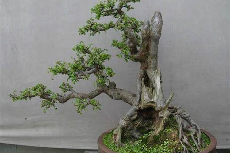 小叶榆树适合室内养吗？