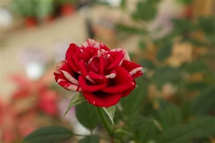 月季花一年四季的施肥特点