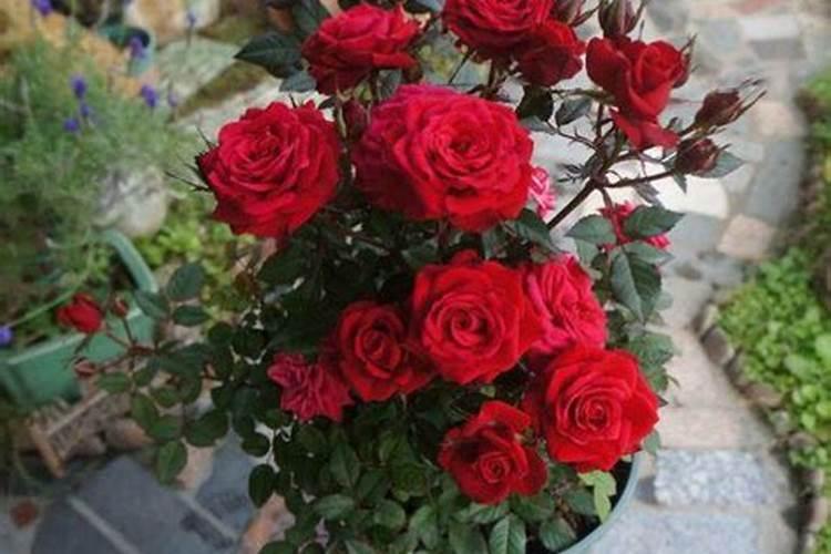 月季花多久施肥一次月季花施肥时间