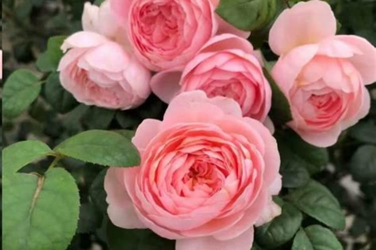 月季花怎么施肥 月季花施什么肥好