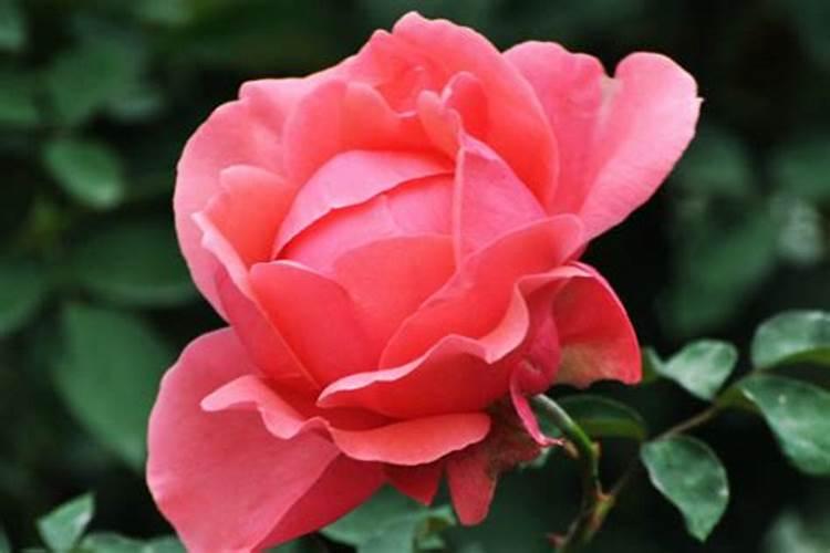 月季花的施肥方法