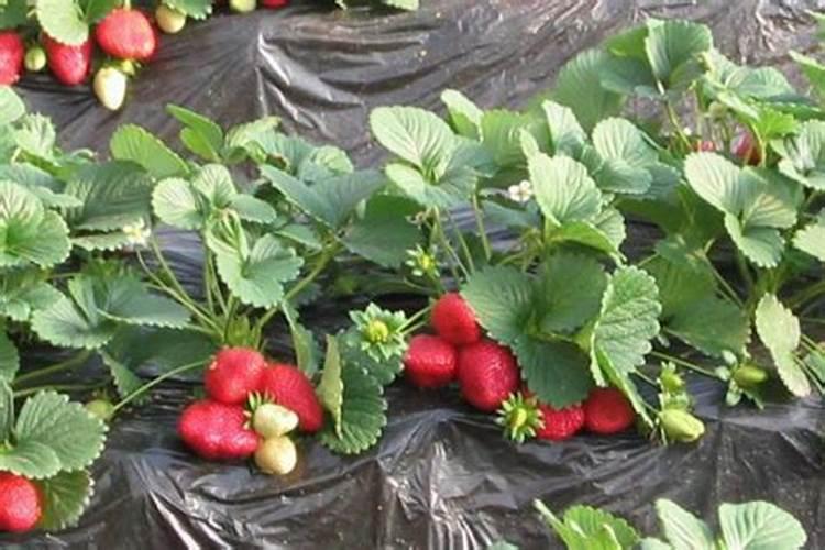 月季花什么时候施肥