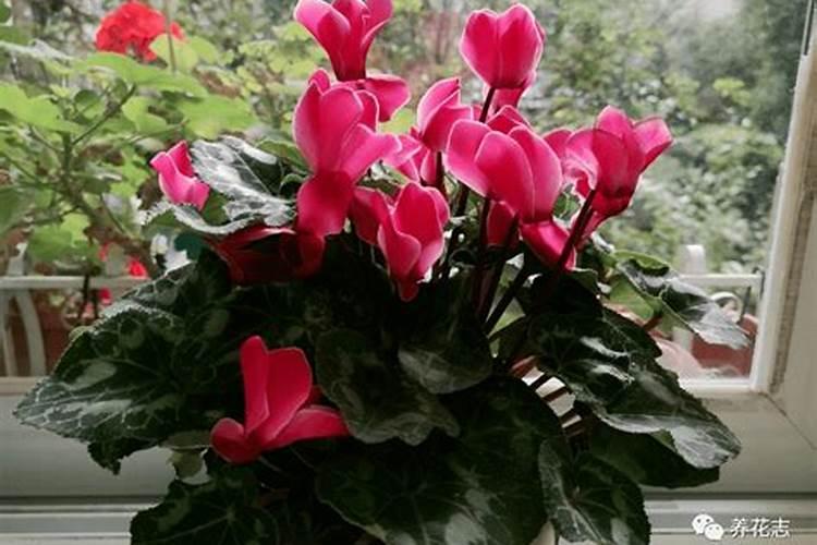 碧护大量元素水溶肥价格