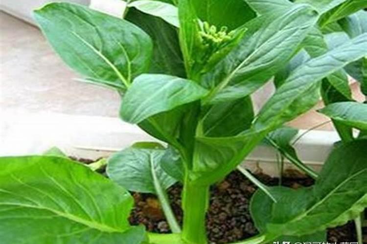 种大豆用什么肥料最好