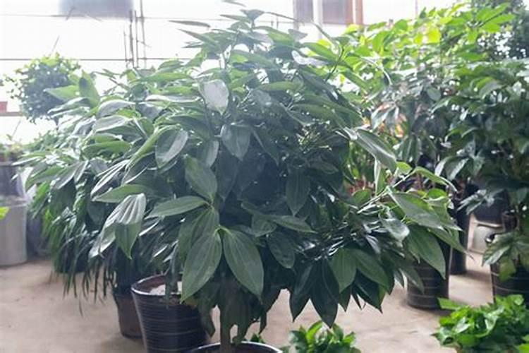 磷肥和钾肥作用