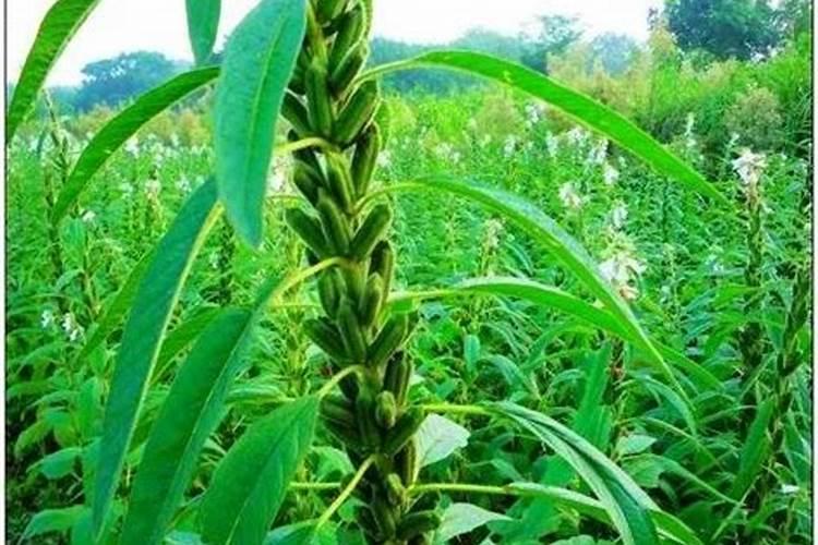 芝麻打顶后怎么施肥