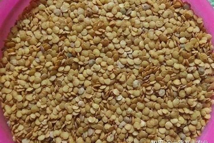 葱雨后可以施肥吗,施肥后是否还要浇水,肥料会不会把根沤烂