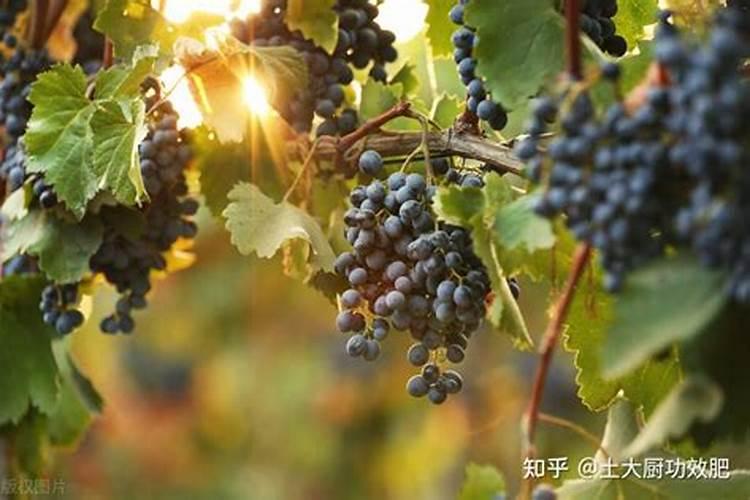 为什么甘蔗会带咸味