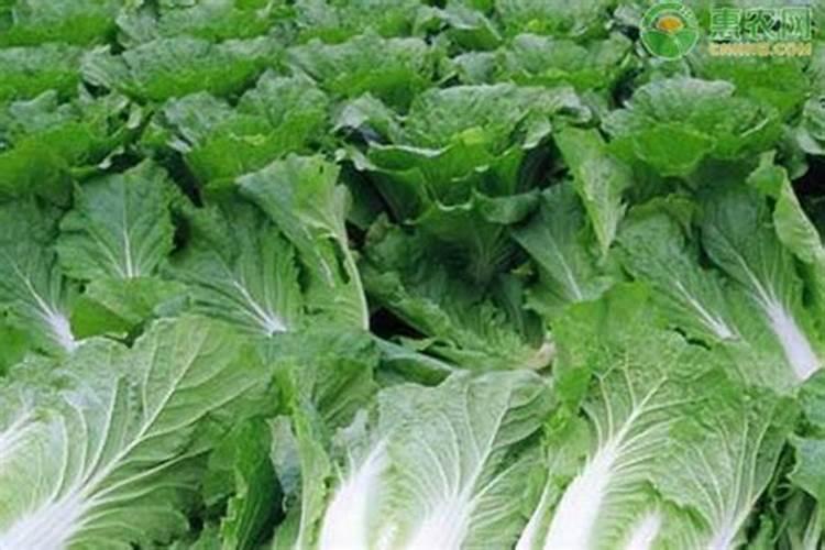 种玉米施肥用什么肥料好？