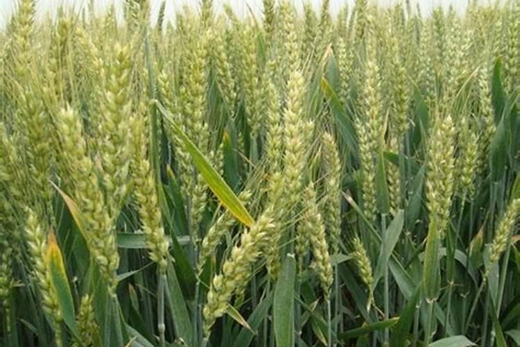 玉米种植追肥方法及最佳时间(玉米苗期施肥用什么肥好)