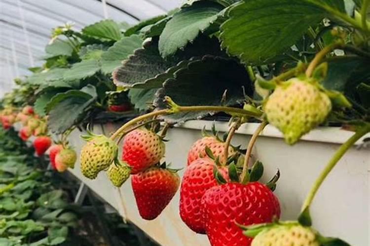 食用酵母可发酵肥料吗