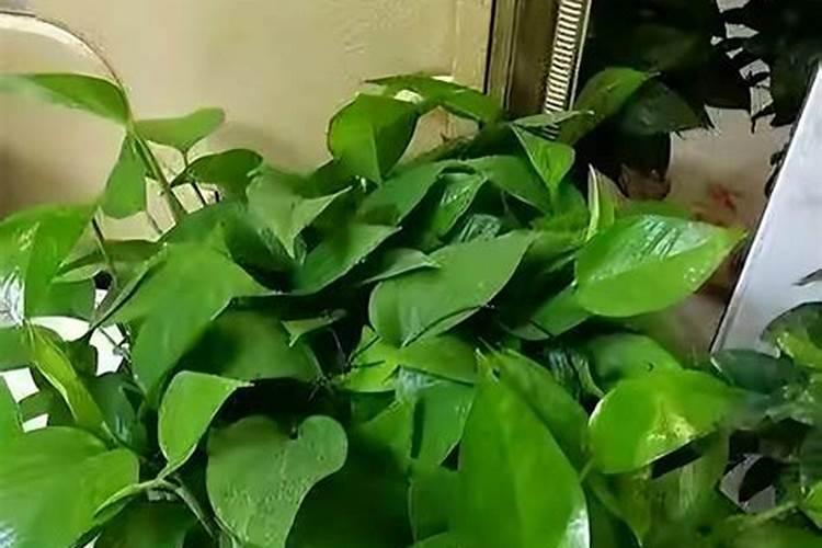 绿萝夏天怎样浇水好