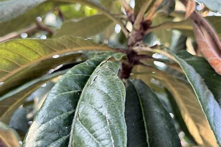 树叶可以做什么？