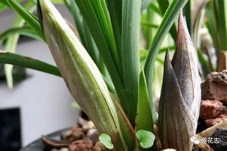 如何提高植物抗逆性？