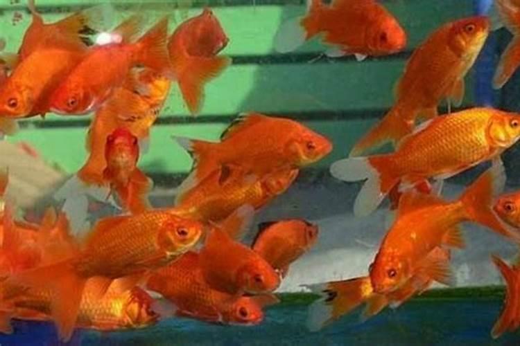 鱼池水质发黑缺氧怎么解决