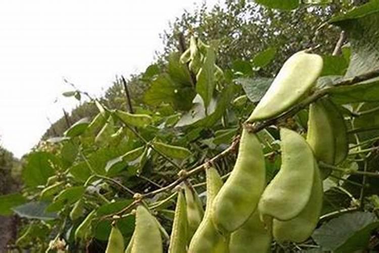 扁豆施什么肥最好