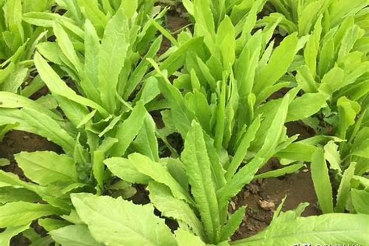 种青菜用什么肥料好