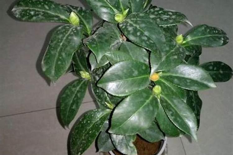 胡罗卜如何催芽快