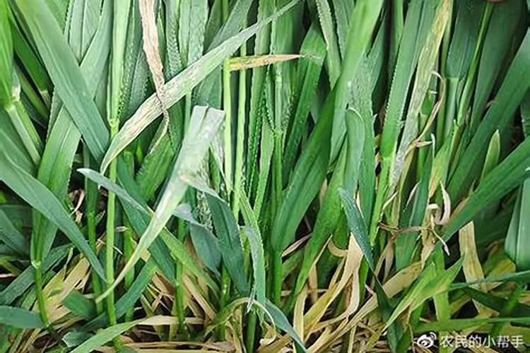 小麦控旺能加芸苔素吗