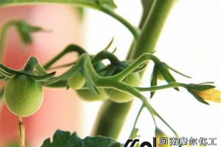 番茄开花阶段使用什么叶面肥效果好？