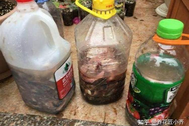 三七为什么不开花