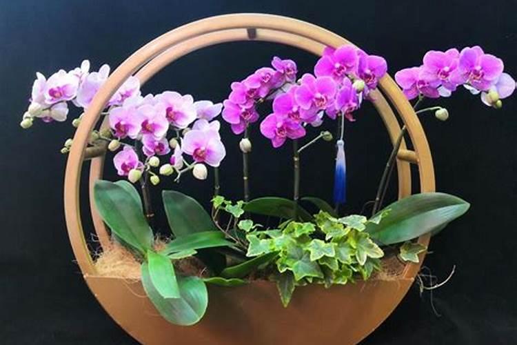 蝴蝶兰开花时能施肥吗