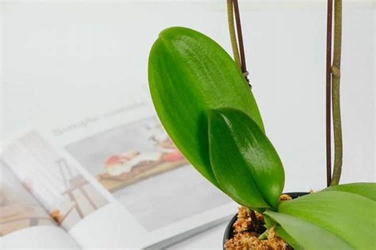 蝴蝶兰开花的时候可以施肥吗 蝴蝶兰怎么施肥好