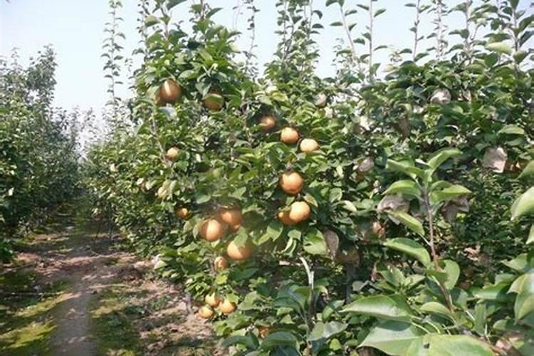 新栽果树树坑里怎样施底肥？可别再犯这些错误了