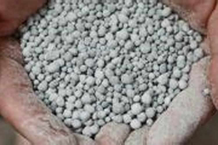 金桔开花期怎么管理