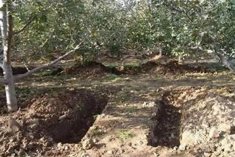 苹果一年施肥一览表