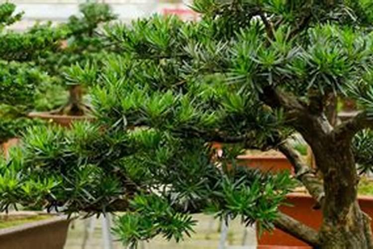 西红柿苗期用什么生根剂好