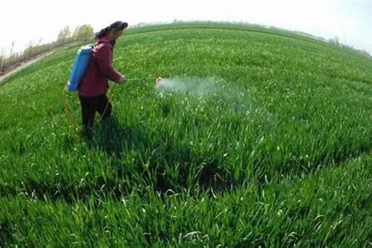 进口最好的叶面肥