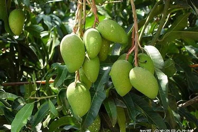 果树增甜用什么肥料好