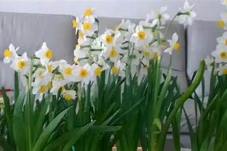 甘肃10月有水稻吗,水稻成熟了吗