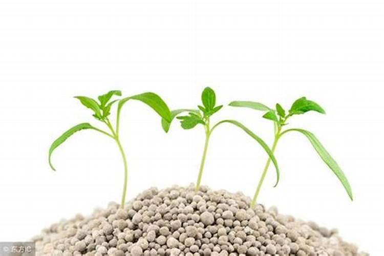 青萝卜的浇水时间和方法