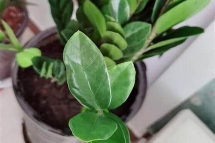 金钱树用什么肥料