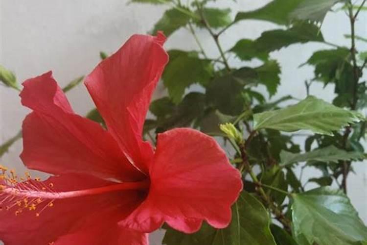 滑石粉是干什么用的 告诉你滑石粉的用途