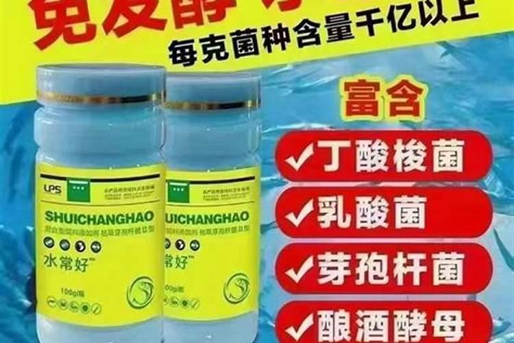 实芹如何种植叶子光亮？