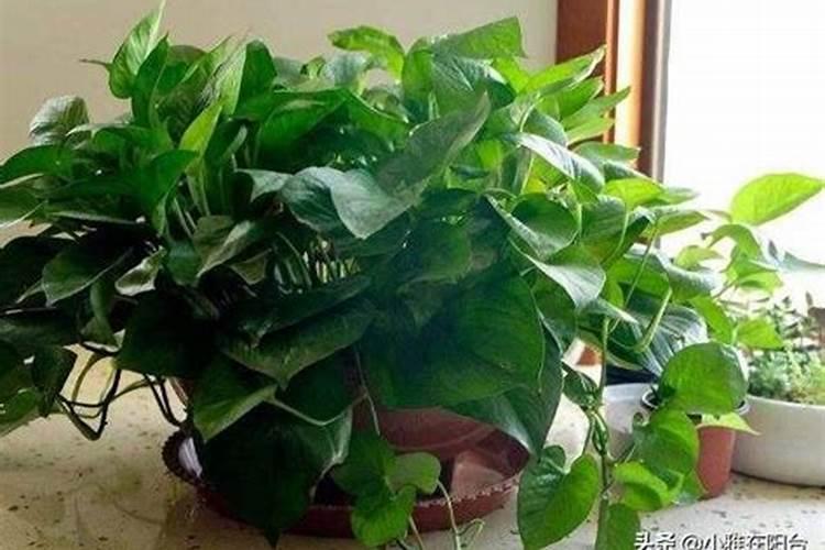 栀子花用什么肥料最好