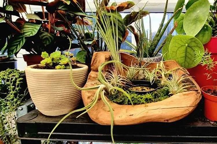 植遇(空气凤梨篇)