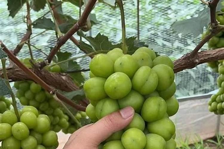 李子有点小上什么化肥？