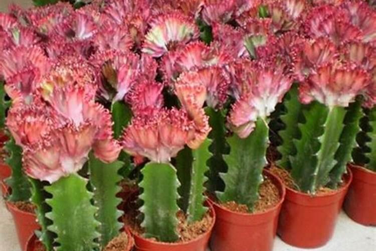 龙骨花怎样施肥