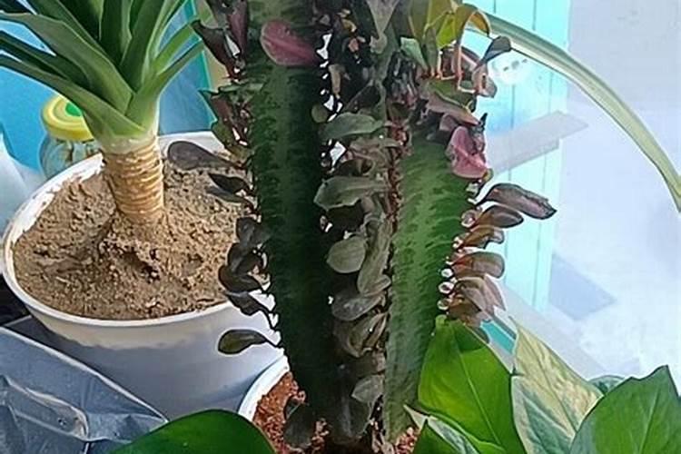 龙骨花冬天怎么施肥？