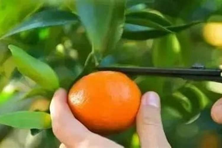 沙糖桔应该几月份施钾肥 如何做好种植管理